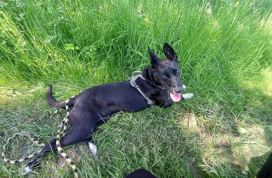 Utah, black female mixed breed for adoption at 30 Millions d'Amis, Paris