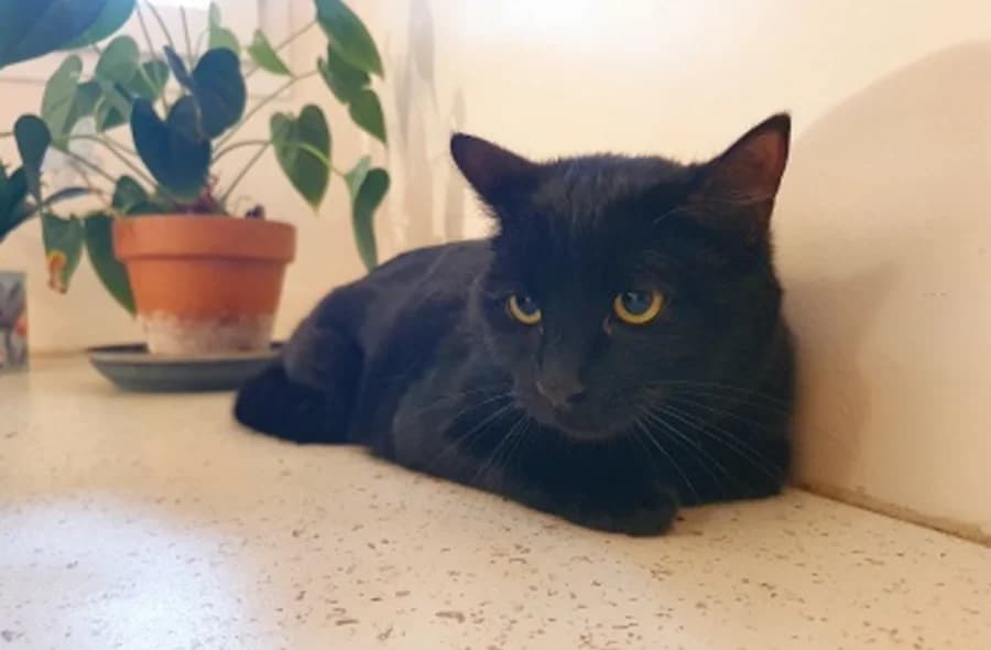 Sony, male 4yo mixed breed for adoption at 30 Millions d'Amis, Paris