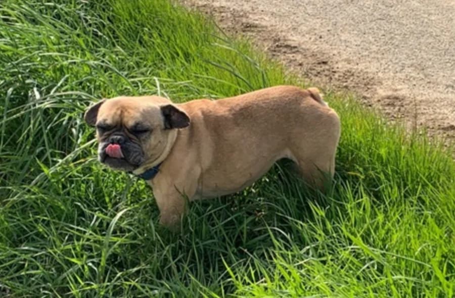 Jolie, female 4yo French Bulldog for adoption at 30 Millions d'Amis, Paris