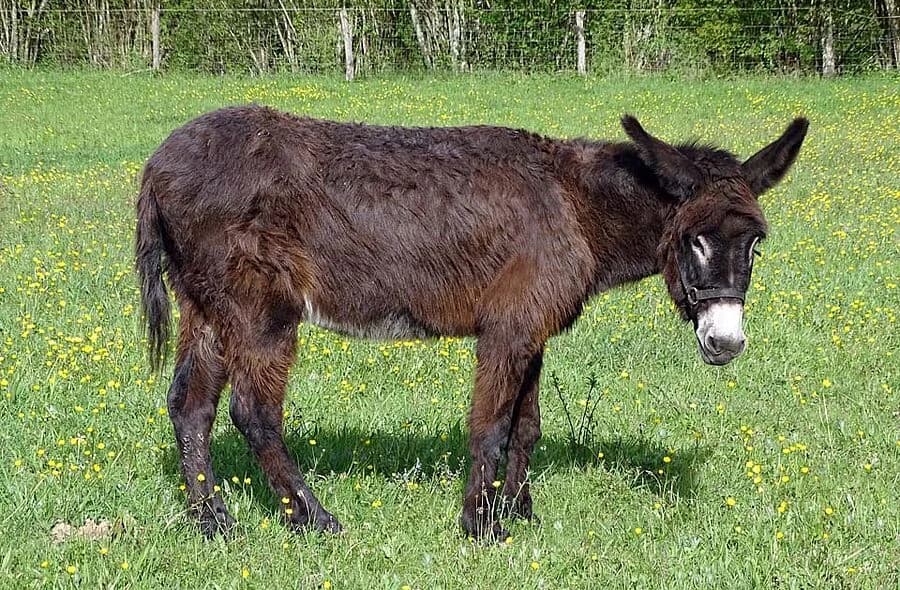 Quebec, male 4yo Equine for adoption at 30 Millions d'Amis, Paris