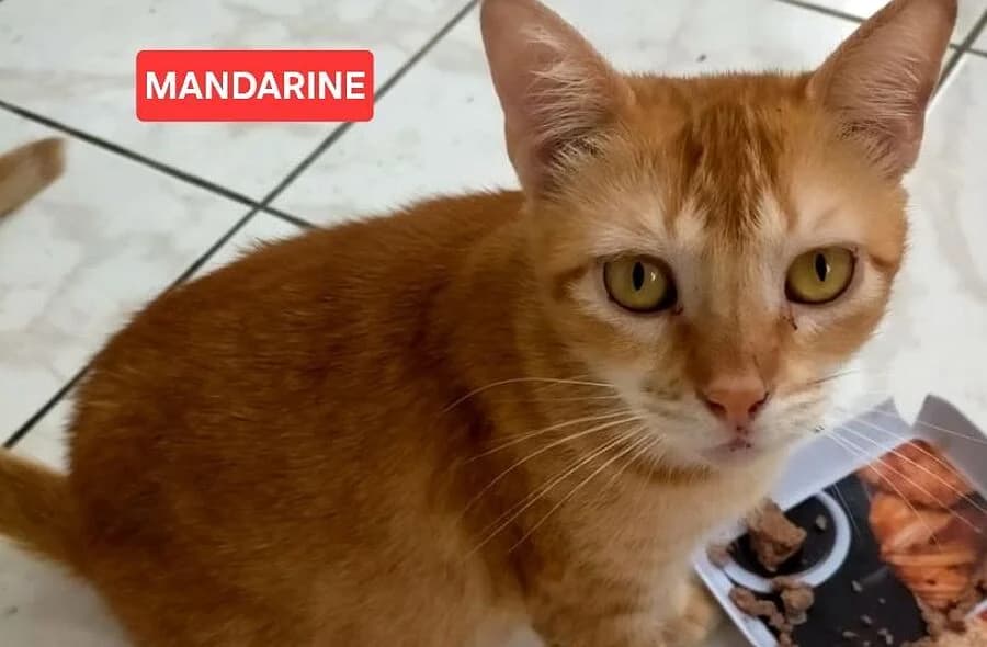 Mandarine, orange tabby female mixed breed for adoption at 30 Millions d'Amis, Paris