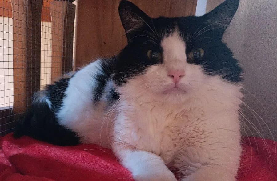 Ulson, black and white male mixed breed for adoption at 30 Millions d'Amis, Paris