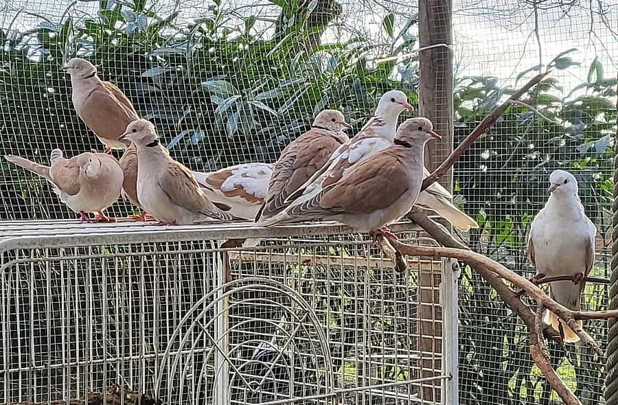 Tourterelles, grey-brown male Turtle Dove for adoption at 30 Millions d'Amis, Paris