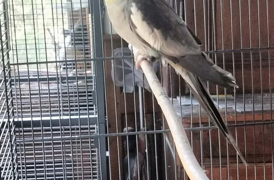 Fly, grey male Mixed Breed for adoption at 30 Millions d'Amis, Paris