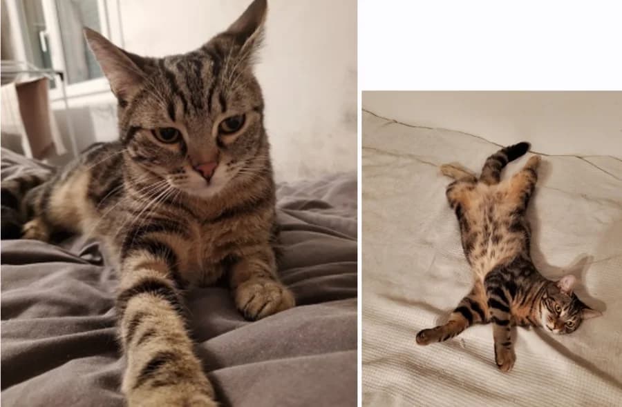 Yago, unknown male mixed breed for adoption at 30 Millions d'Amis, Paris