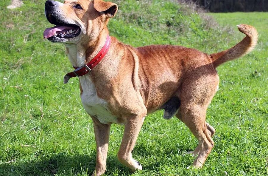 Tai, male 4yo Golden Retriever for adoption at 30 Millions d'Amis, Paris