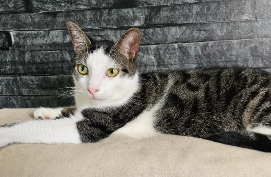 Texas, brown tabby male mixed breed for adoption at 30 Millions d'Amis, Paris