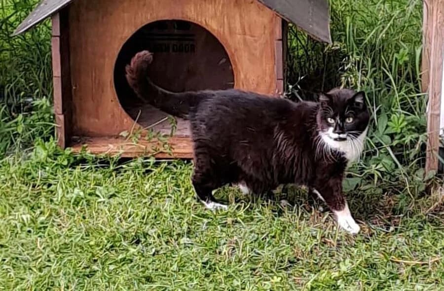 Maya,  (30 Millions d'Amis)