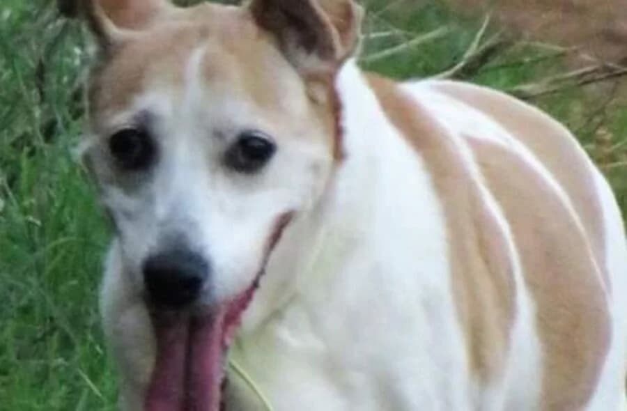 Canelle, cream female mixed breed for adoption at 30 Millions d'Amis, Paris