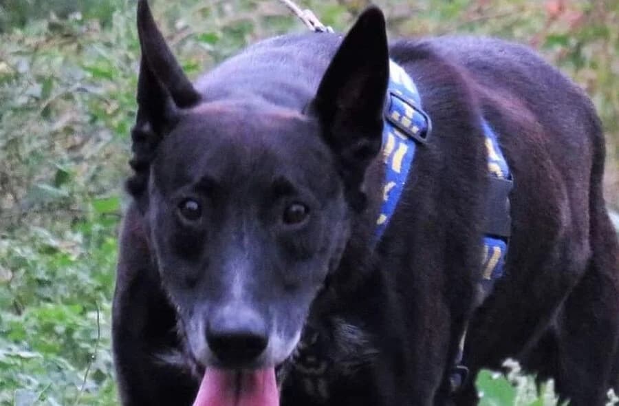 Folk, male 4yo Doberman for adoption at 30 Millions d'Amis, Paris