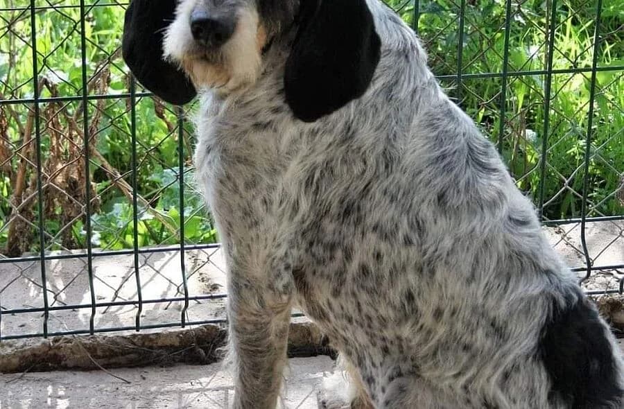 Jade, white female mixed breed for adoption at 30 Millions d'Amis, Paris