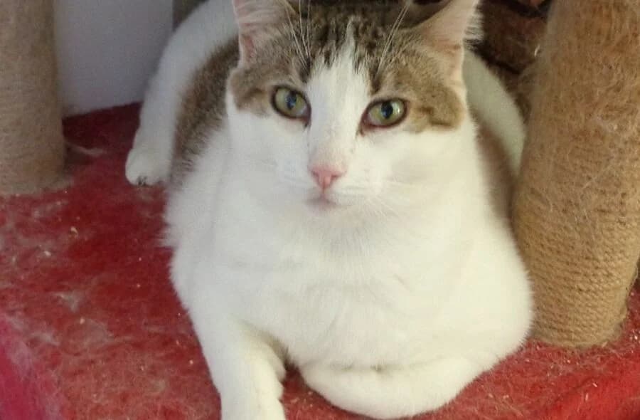 Penelope, white female mixed breed for adoption at 30 Millions d'Amis, Paris