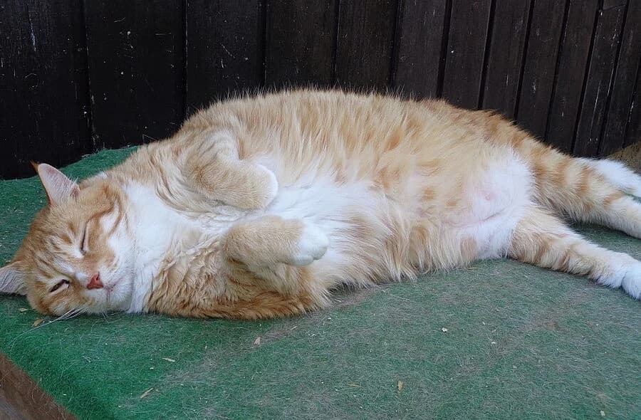 Tigrou, orange tabby male mixed breed for adoption at 30 Millions d'Amis, Paris