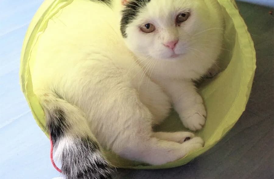 Ukita, white female mixed breed for adoption at 30 Millions d'Amis, Paris