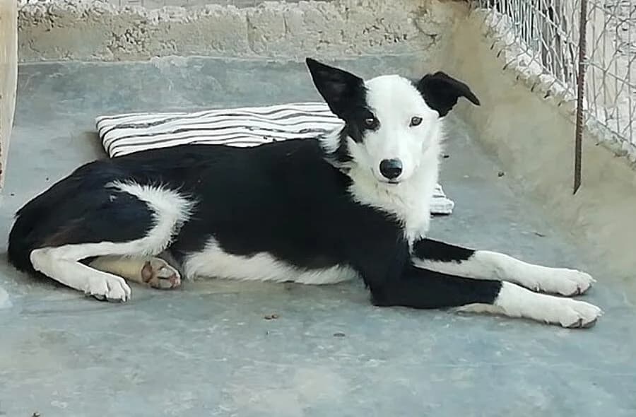 Leta, black female Mixed Breed for adoption at 30 Millions d'Amis, Paris
