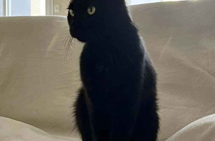 Bambou, black male mixed breed for adoption at 30 Millions d'Amis, Paris