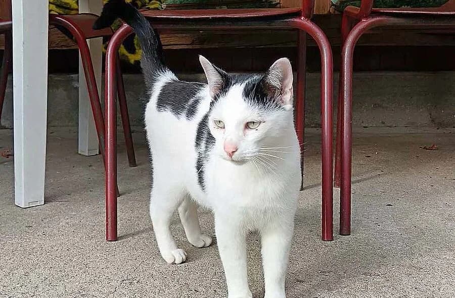 Cosmos, black and white male mixed breed for adoption at 30 Millions d'Amis, Paris