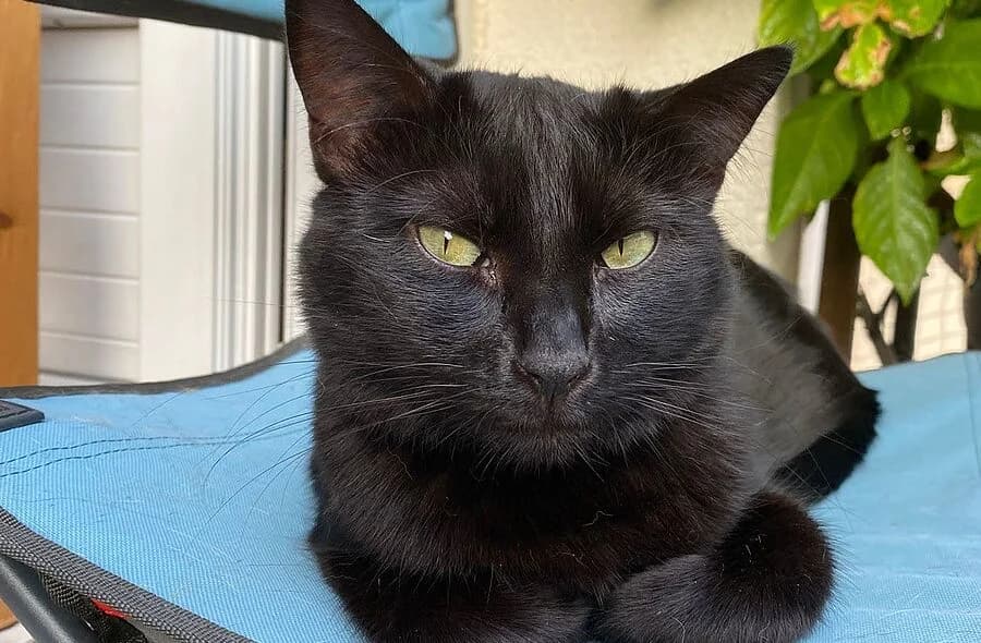 Eden, unknown female mixed breed for adoption at 30 Millions d'Amis, Paris