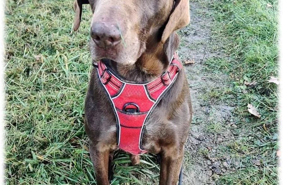 Buck, male 4yo German Shorthaired Pointer for adoption at 30 Millions d'Amis, Paris