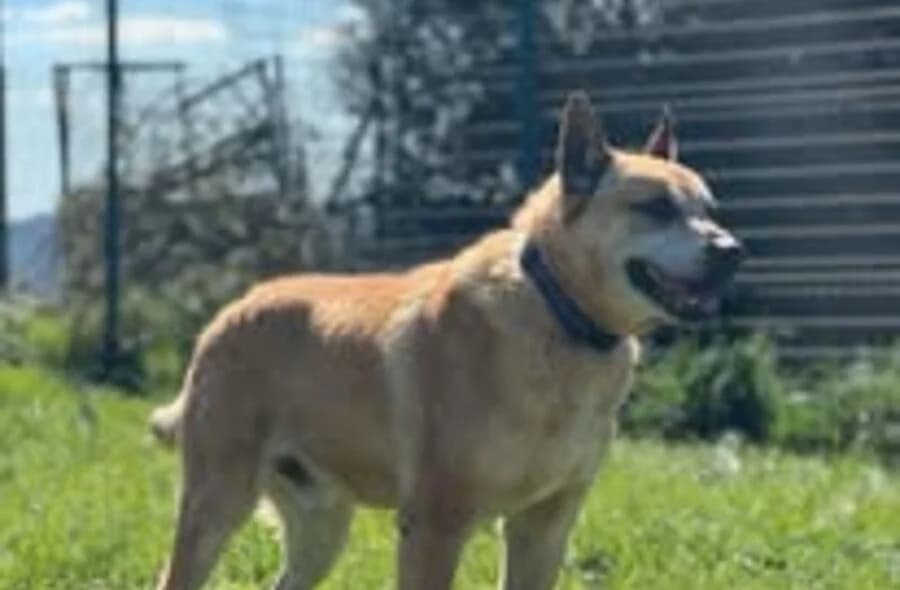 Sniper, male 4yo Belgian Malinois for adoption at 30 Millions d'Amis, Paris