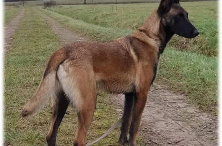 Maya, female 4yo Belgian Malinois for adoption at 30 Millions d'Amis, Paris