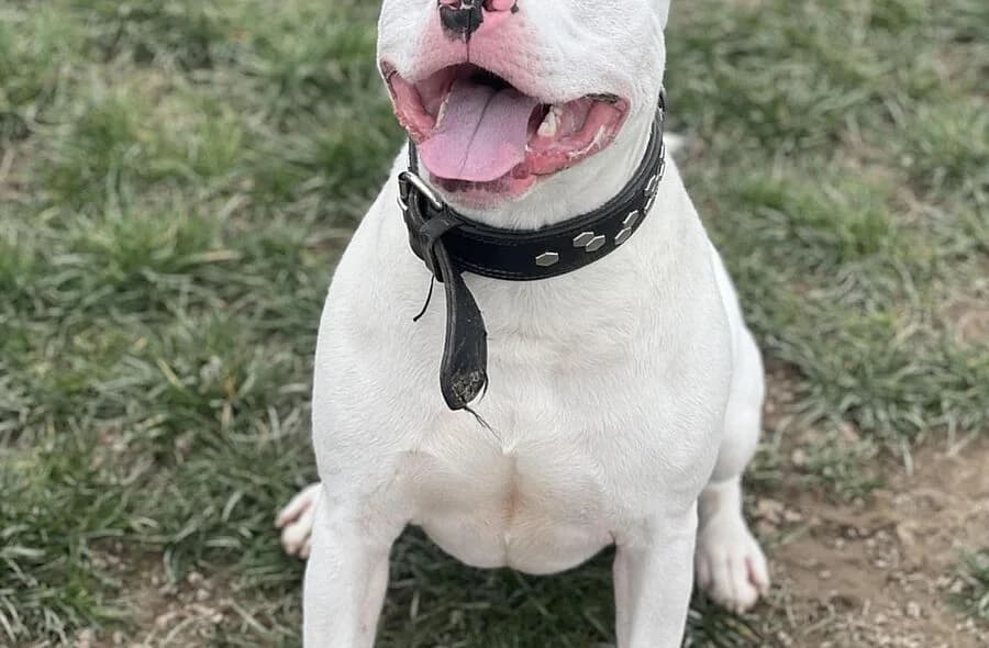 Venom, male 4yo mixed breed for adoption at 30 Millions d'Amis, Paris
