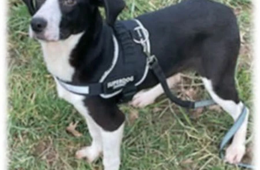 Valentin, male 4yo Beagle for adoption at 30 Millions d'Amis, Paris