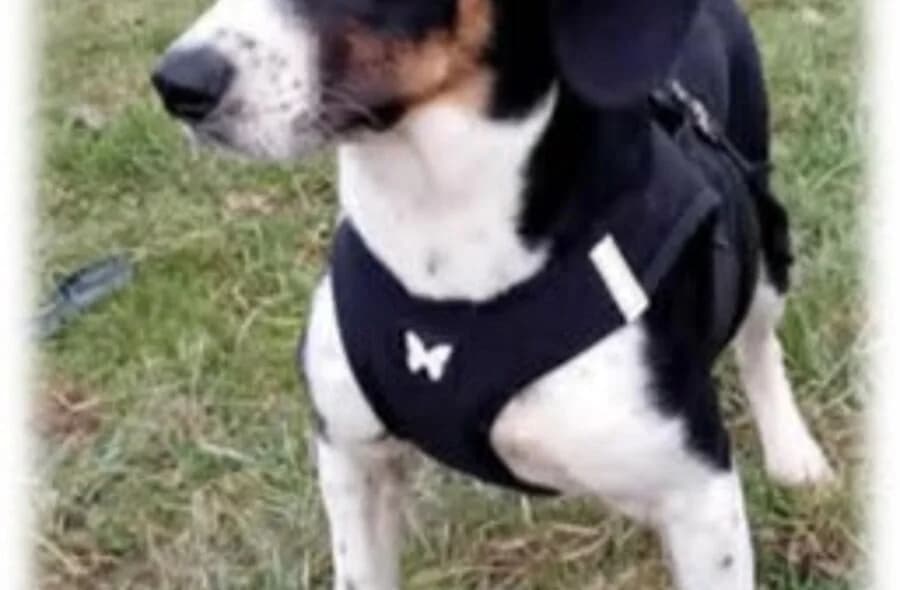 Valentine, female 4yo Beagle for adoption at 30 Millions d'Amis, Paris