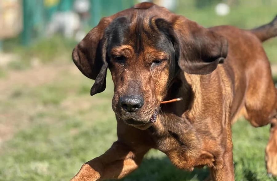 Novak, male 4yo Basset Hound for adoption at 30 Millions d'Amis, Paris