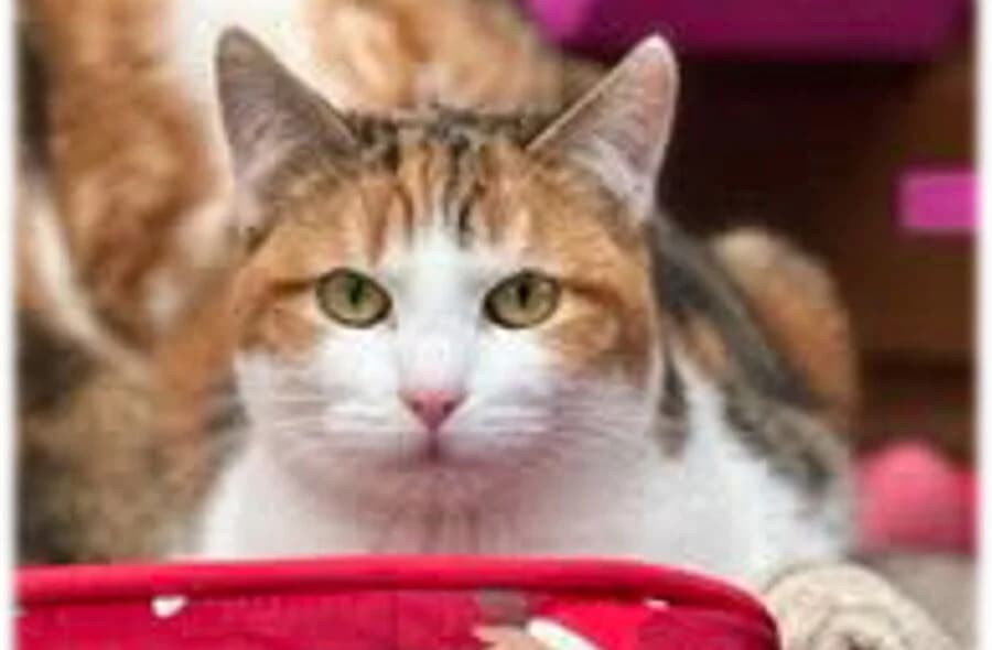 Victoria, female 4yo mixed breed for adoption at 30 Millions d'Amis, Paris