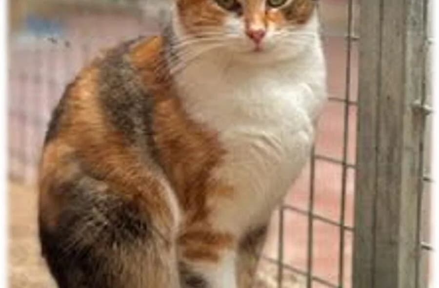 Victoire, female 4yo mixed breed for adoption at 30 Millions d'Amis, Paris