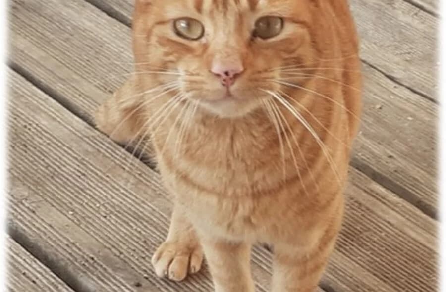 Tac, male 4yo mixed breed for adoption at 30 Millions d'Amis, Paris