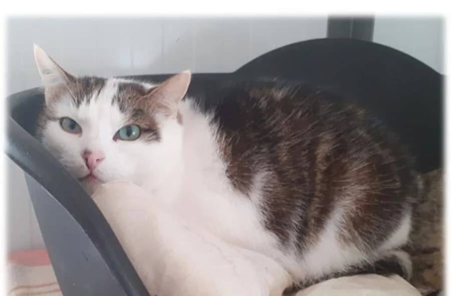 Timber, male 4yo mixed breed for adoption at 30 Millions d'Amis, Paris