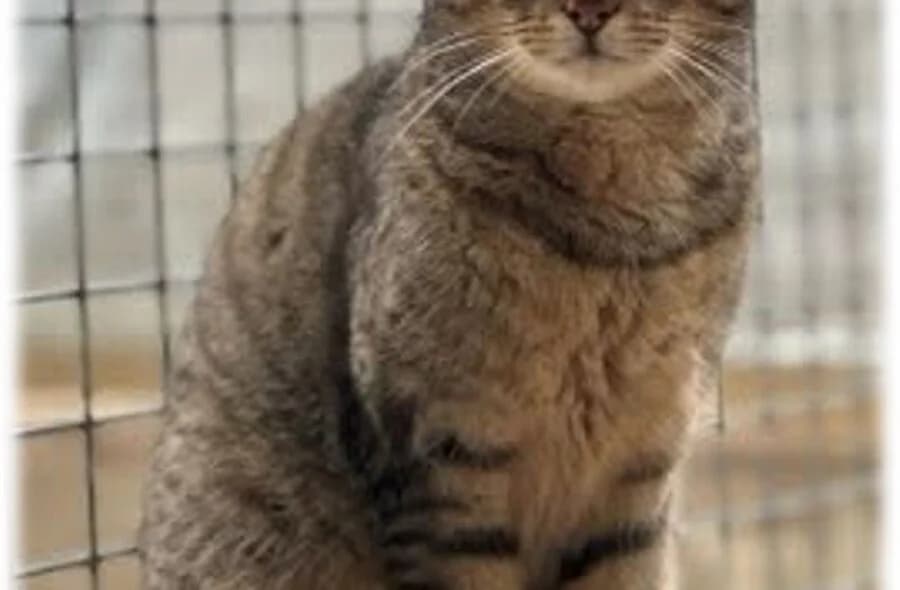Timon, male 4yo mixed breed for adoption at 30 Millions d'Amis, Paris