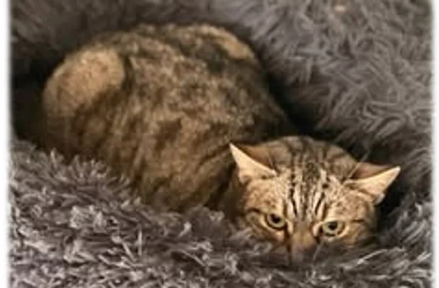 Taye, female 4yo mixed breed for adoption at 30 Millions d'Amis, Paris