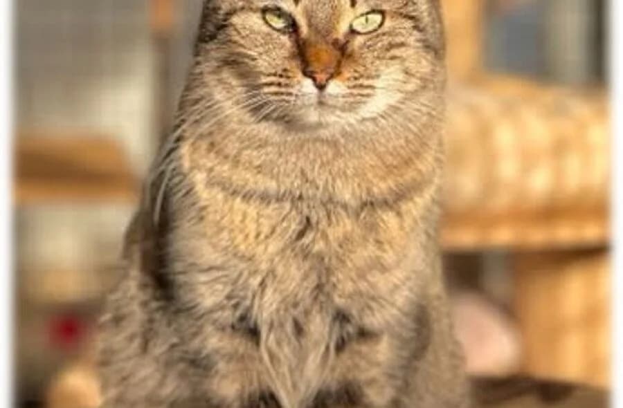 Odette, grey tabby female mixed breed for adoption at 30 Millions d'Amis, Paris