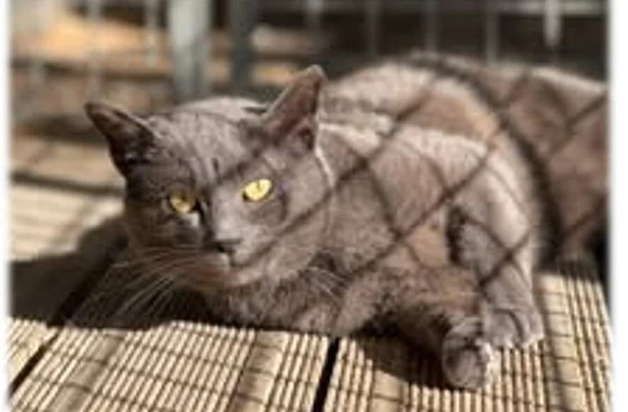 Muti, female 4yo mixed breed for adoption at 30 Millions d'Amis, Paris