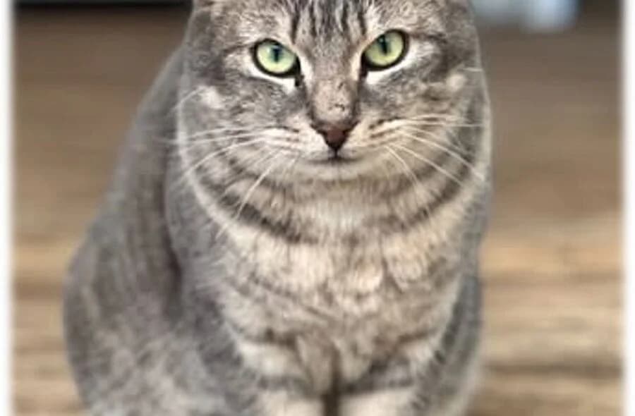 Nougat, male 4yo mixed breed for adoption at 30 Millions d'Amis, Paris