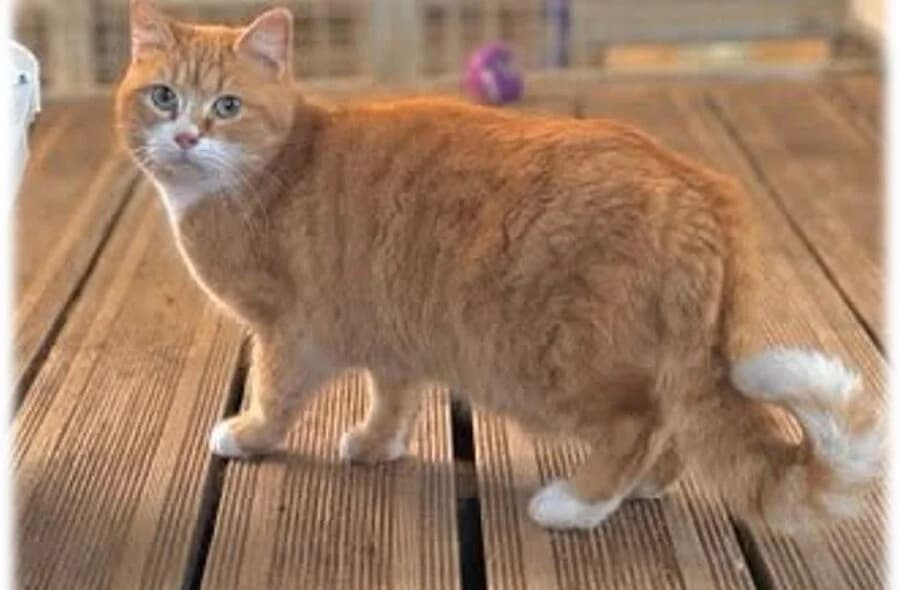 Tartuffe, male 4yo mixed breed for adoption at 30 Millions d'Amis, Paris