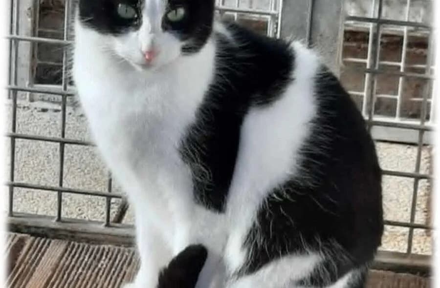 Tyron, male 4yo mixed breed for adoption at 30 Millions d'Amis, Paris