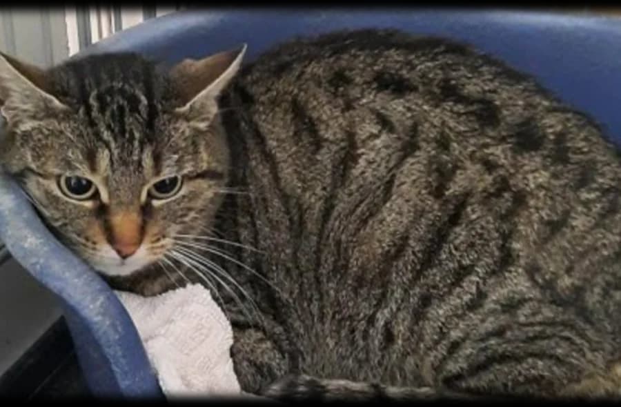 Picckels, female 4yo mixed breed for adoption at 30 Millions d'Amis, Paris