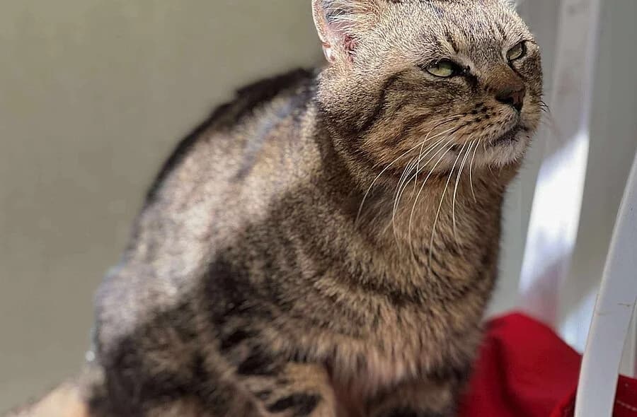 Azur, grey tabby male mixed breed for adoption at 30 Millions d'Amis, Paris