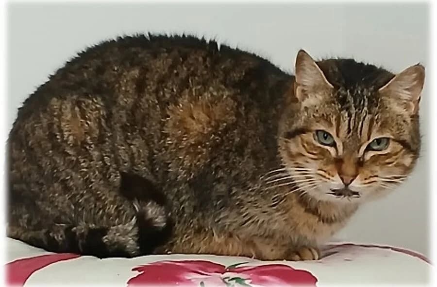 Olive, female 4yo mixed breed for adoption at 30 Millions d'Amis, Paris