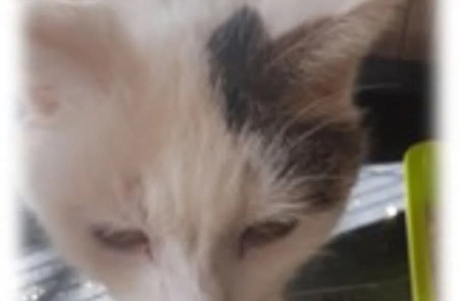 Nougat, male 4yo mixed breed for adoption at 30 Millions d'Amis, Paris