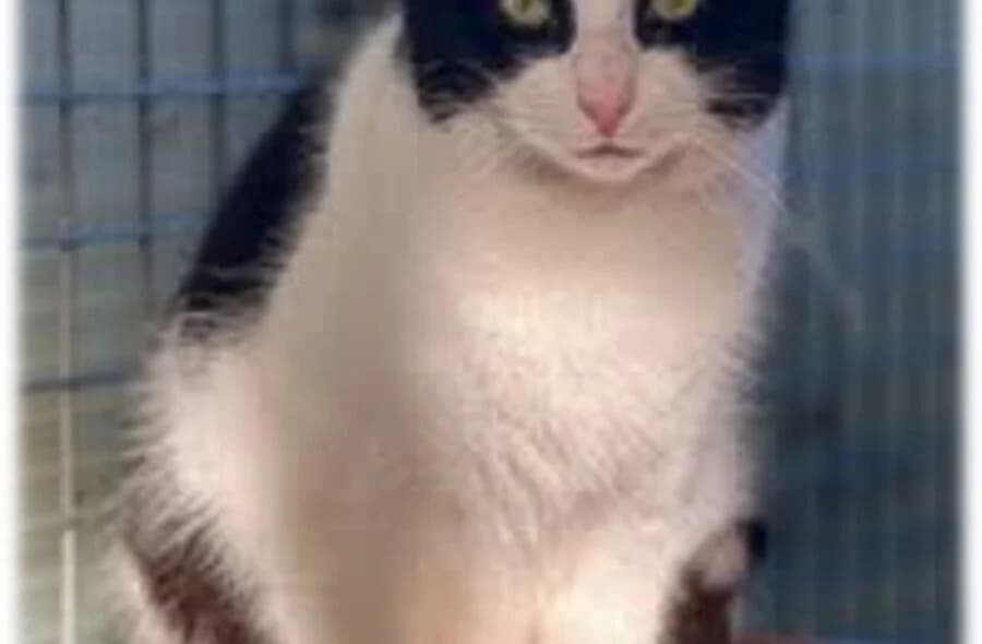 Truffe, male 4yo mixed breed for adoption at 30 Millions d'Amis, Paris