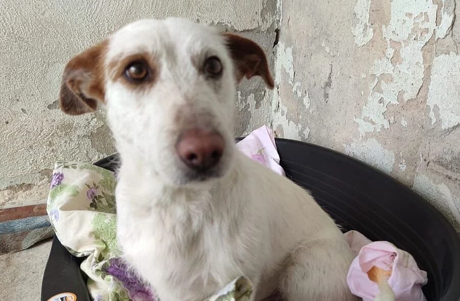 Yiyo, male 4yo Podenco for adoption at 30 Millions d'Amis, Paris