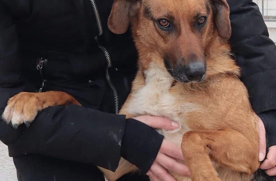 Cocoon, male 4yo Mixed Breed for adoption at 30 Millions d'Amis, Paris