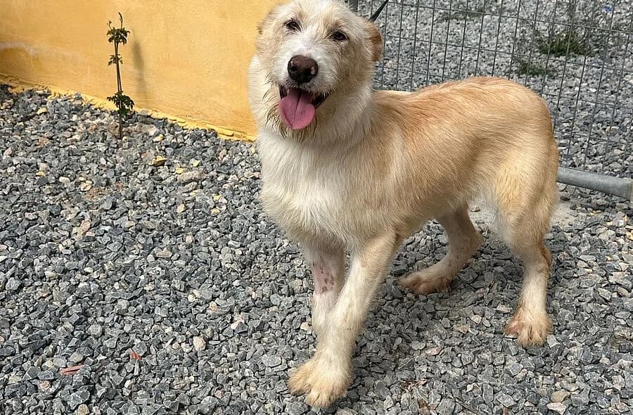 Amon, male 4yo Mixed Breed for adoption at 30 Millions d'Amis, Paris