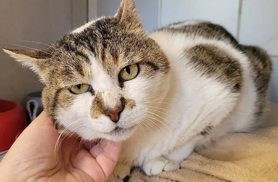 Mortimer, brown tabby male mixed breed for adoption at 30 Millions d'Amis, Paris