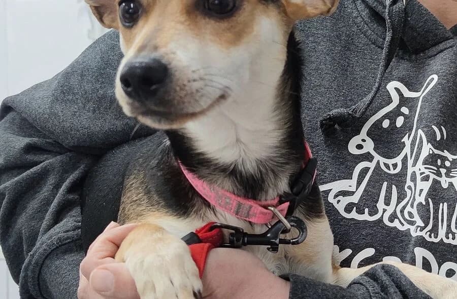 Kitty, female 4yo Mixed Breed for adoption at 30 Millions d'Amis, Paris
